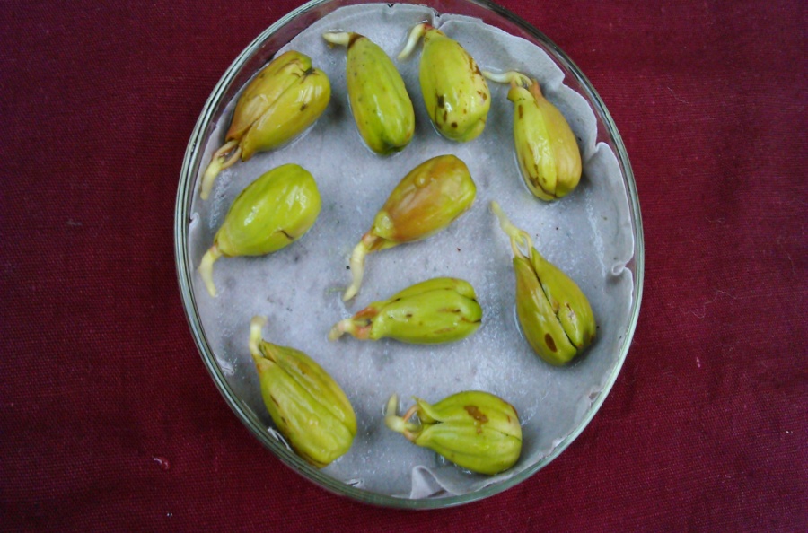 Figure 6