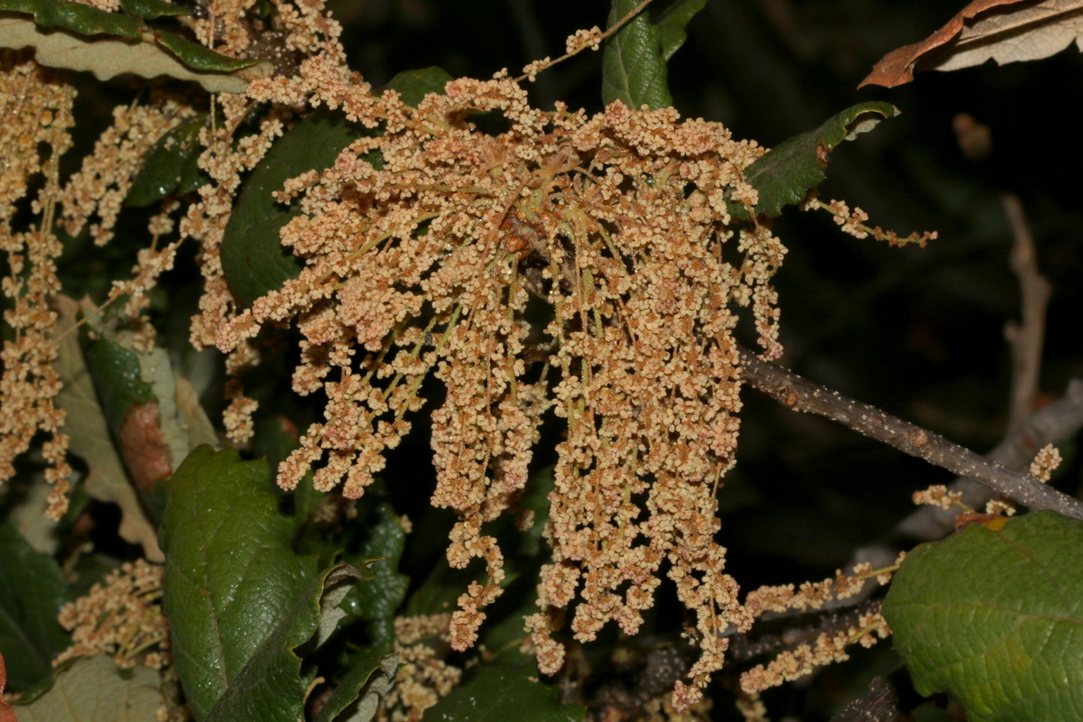 Catkins