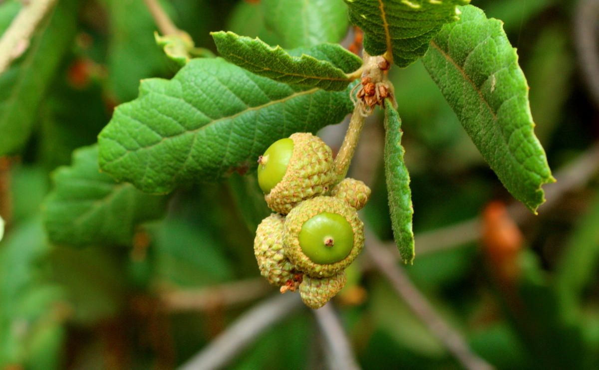 Unripe acorns