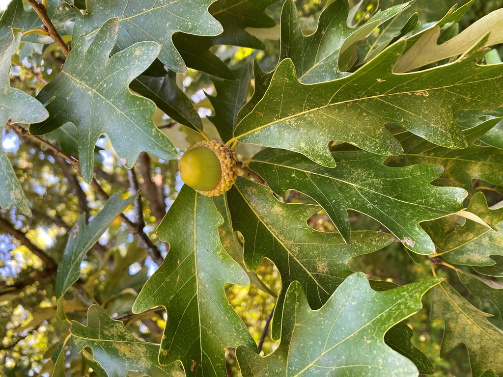 Leaves and acorn