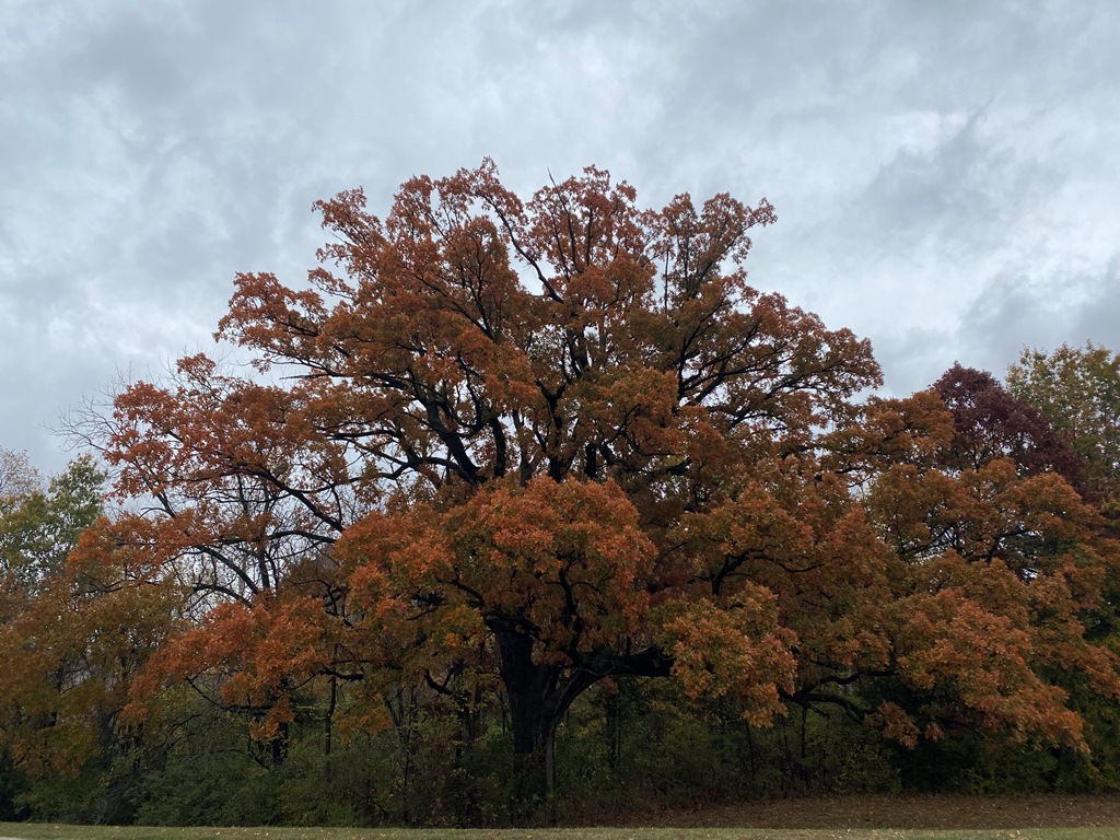 A mature Quercus xjackiana
