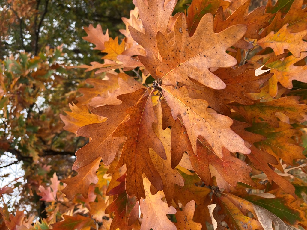 Leaves in fall