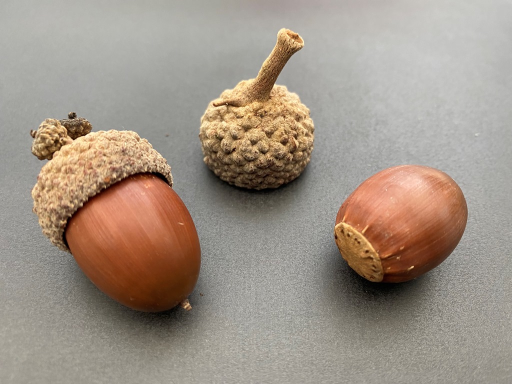 Acorns