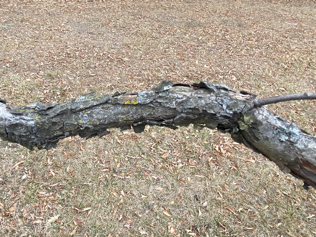 Twig