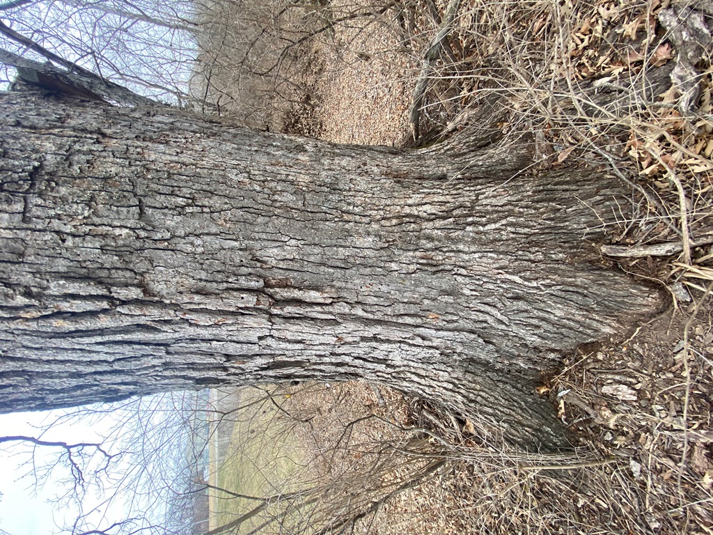 Trunk