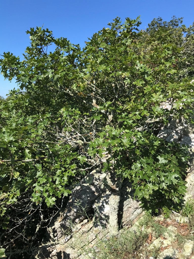Quercus acerifolia