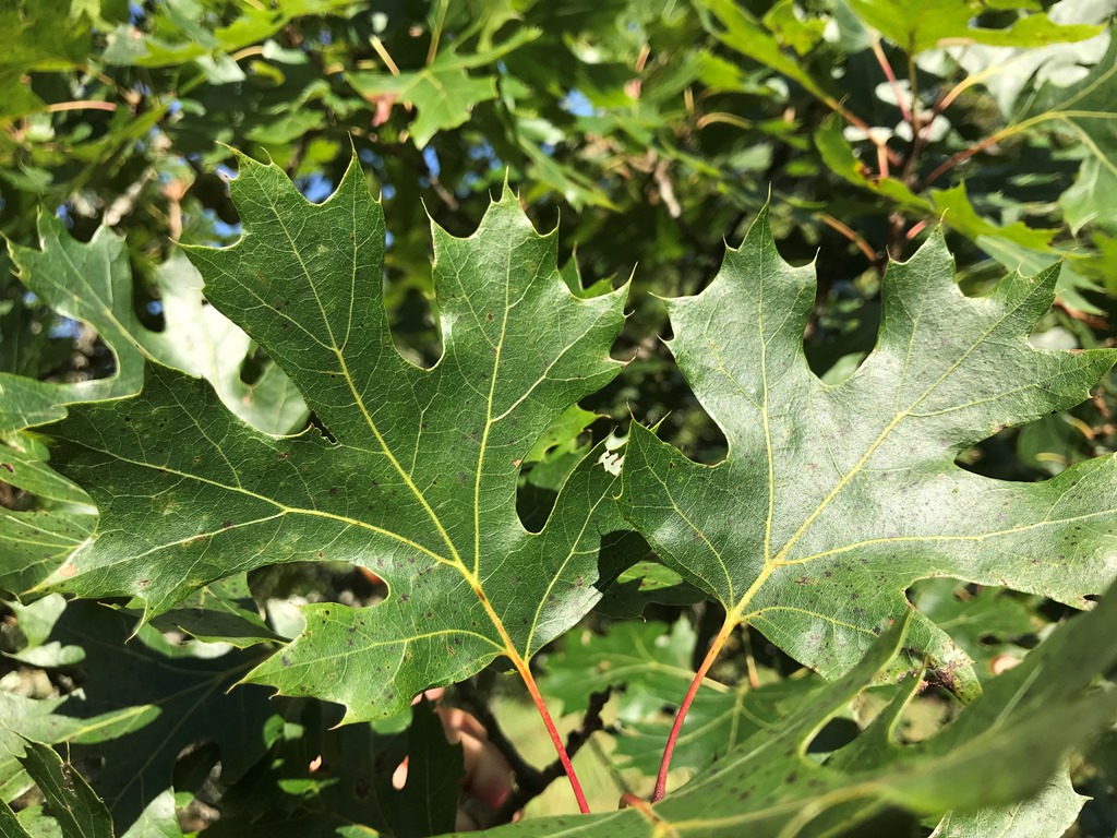 Quercus acerifolia leaf