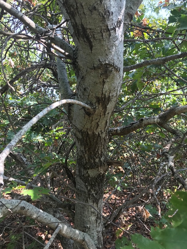 Quercus acerifolia bark