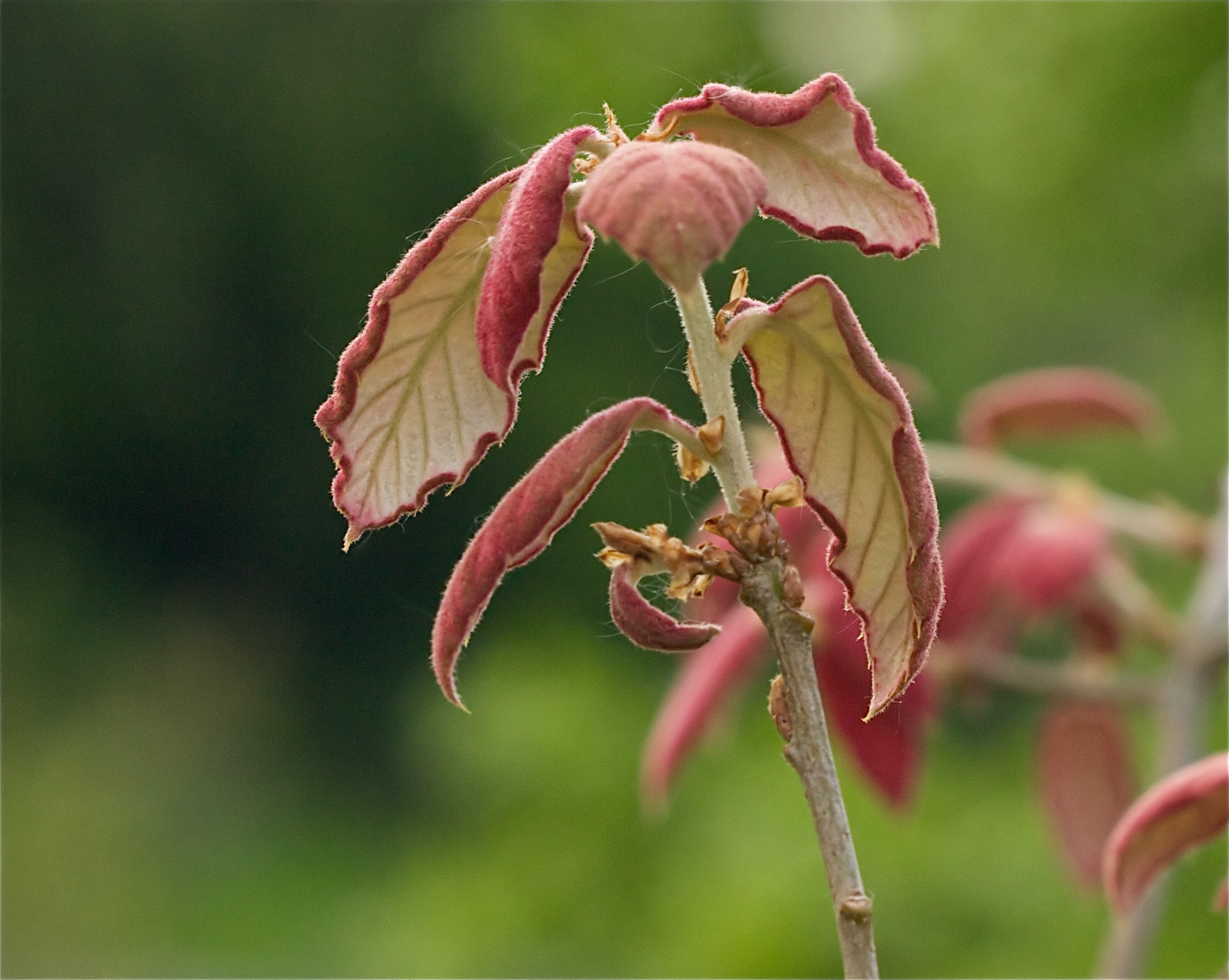 crassifolia2