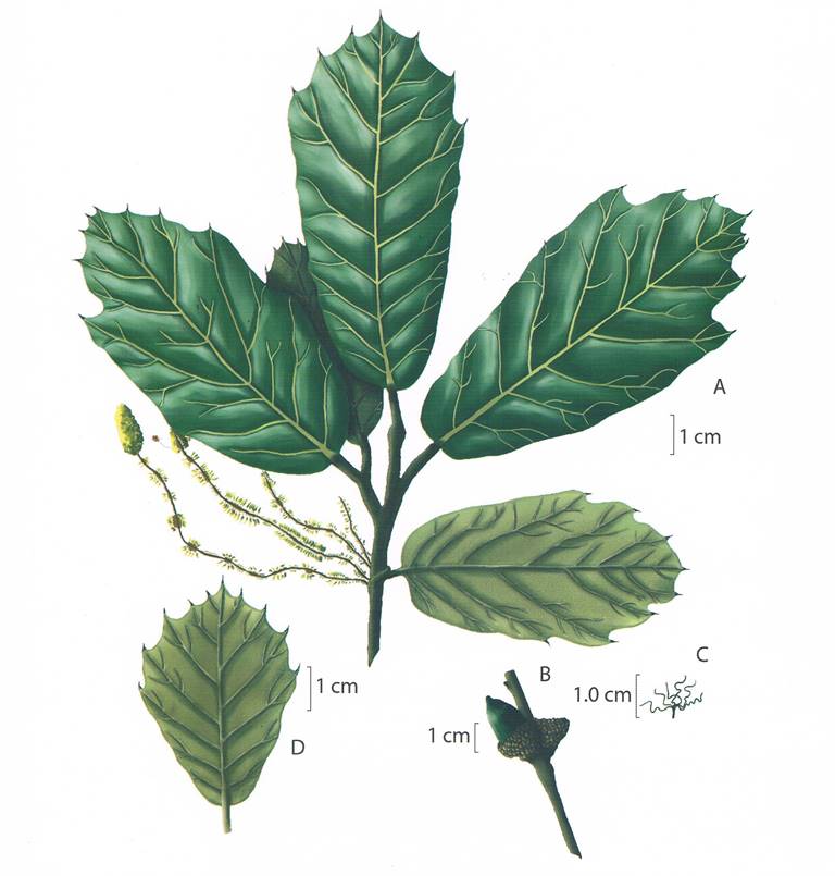crassifolia1