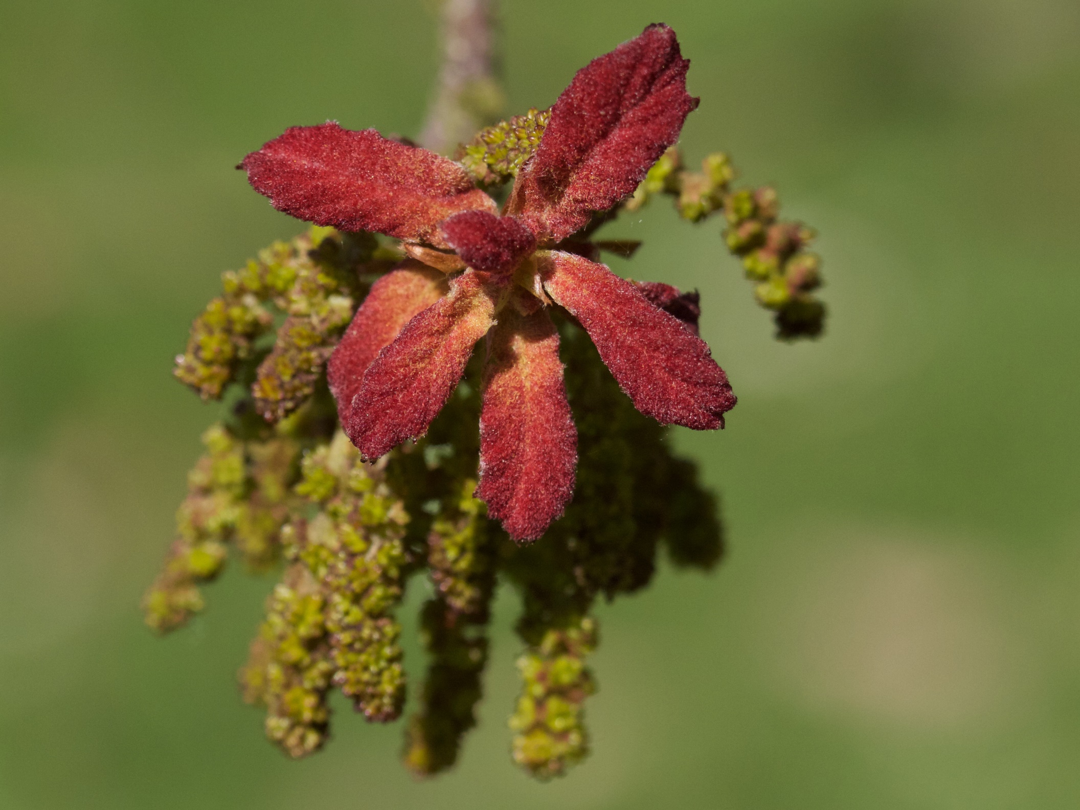 crassifolia3