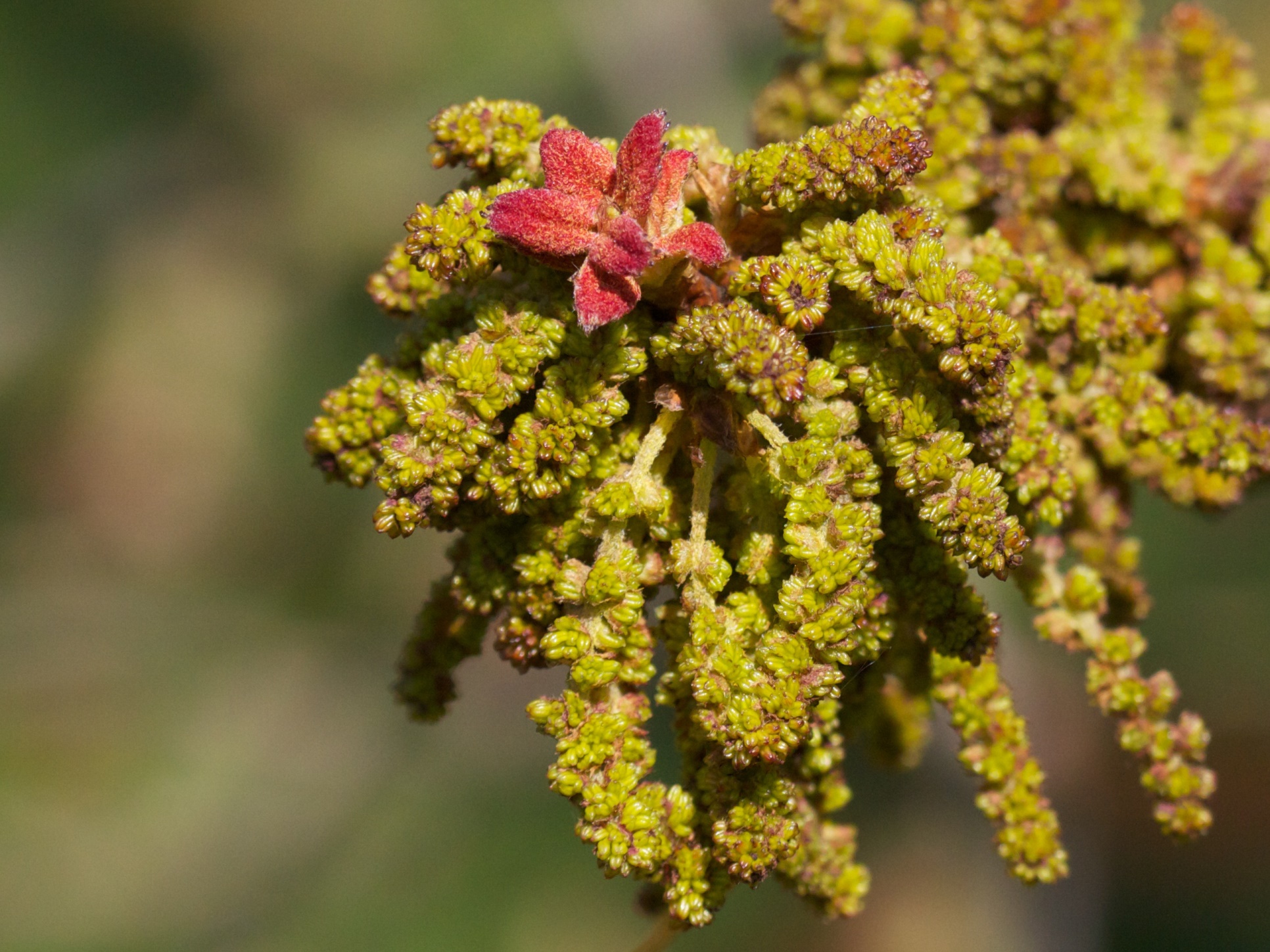 crassifolia4