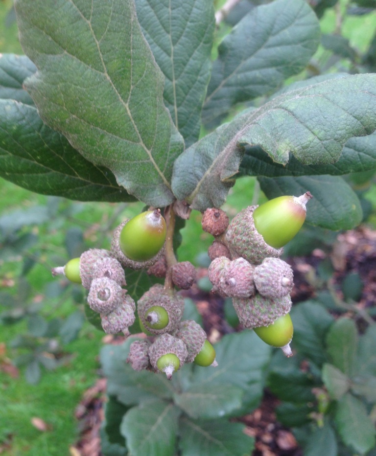 crassifolia5