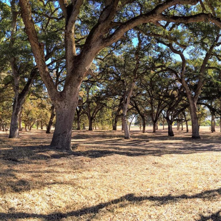 Quercus douglasii Rocklin