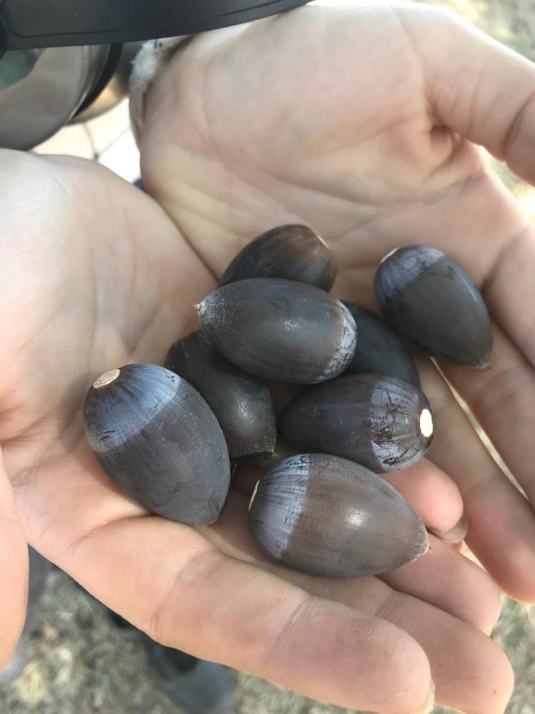 Quercus douglasii acorns