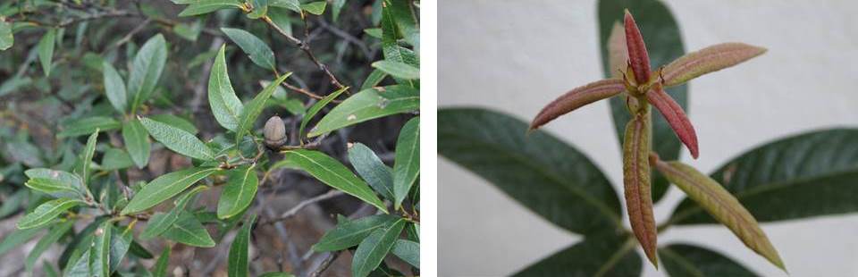 Left: Twig with acorn, Pinos Altos Road, Grant County, New Mexico © Charles Snyers - Right: New growth on silverleaf oak seedling © Roderick Cameron