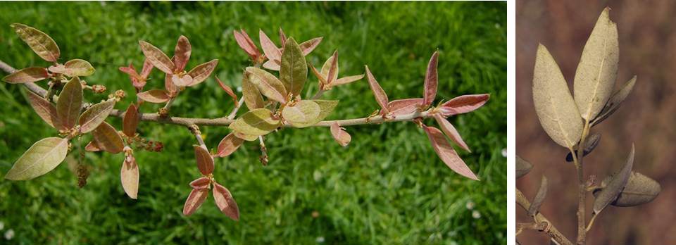 Quercus 'Piers Trehane' in Chevithorne Barton, Devon, UK: new growth (left) and leaf undersides showing tomentum that has rubbed off in patches, a characteristic of the cultivar (right - clik on image to enlarge) © James MacEwen