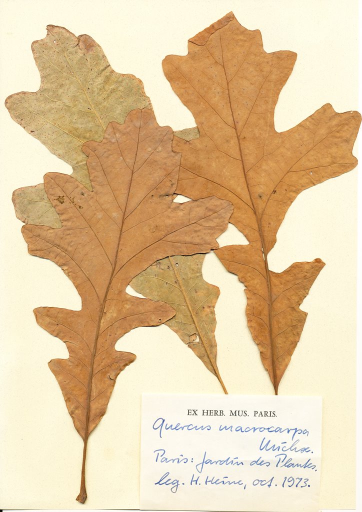 herbarium
