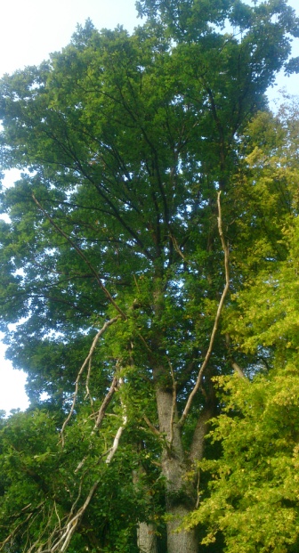 Matur etree