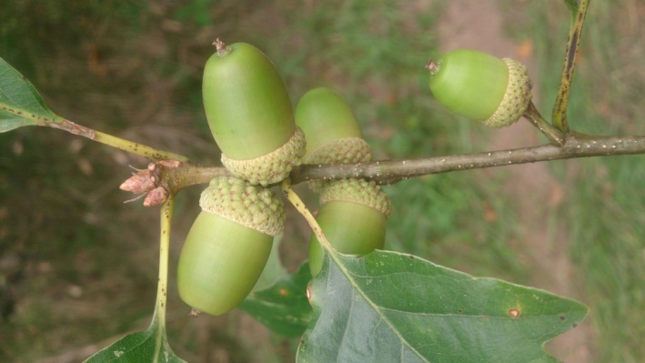 Q. petraea acorns