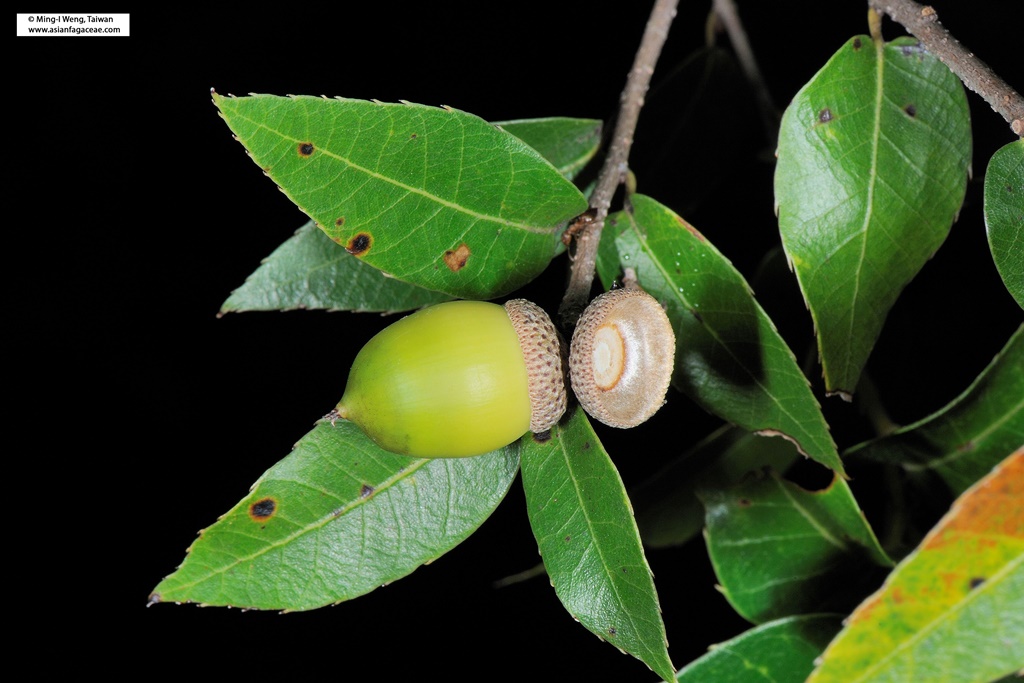 Quercus tarokoensis acorn