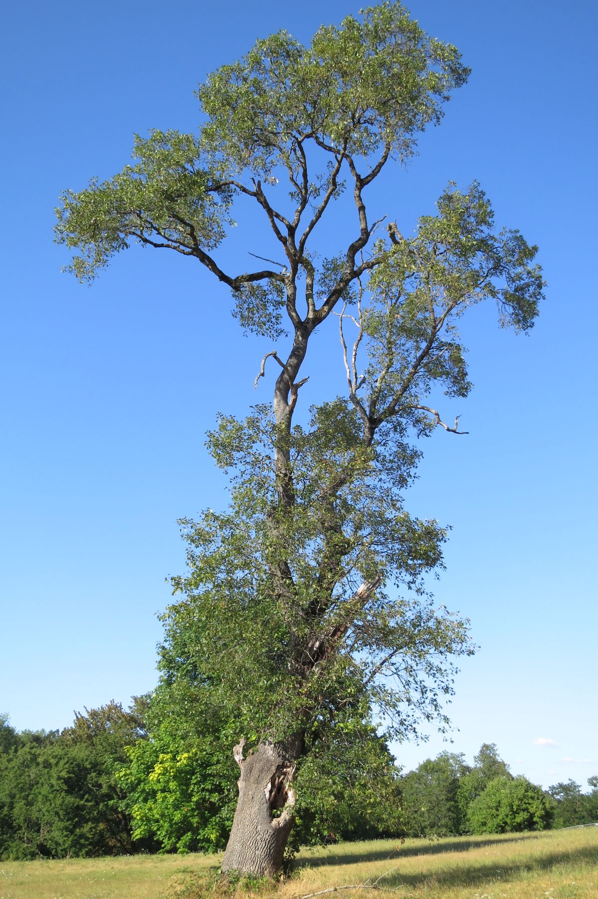 Pre settlement Q. kelloggii Lane County, Oregon