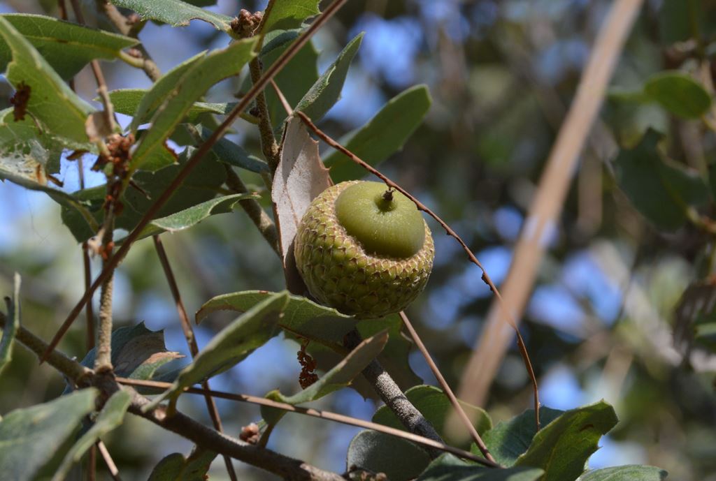 Figure 3: foliage on fruiting shoots (first location)