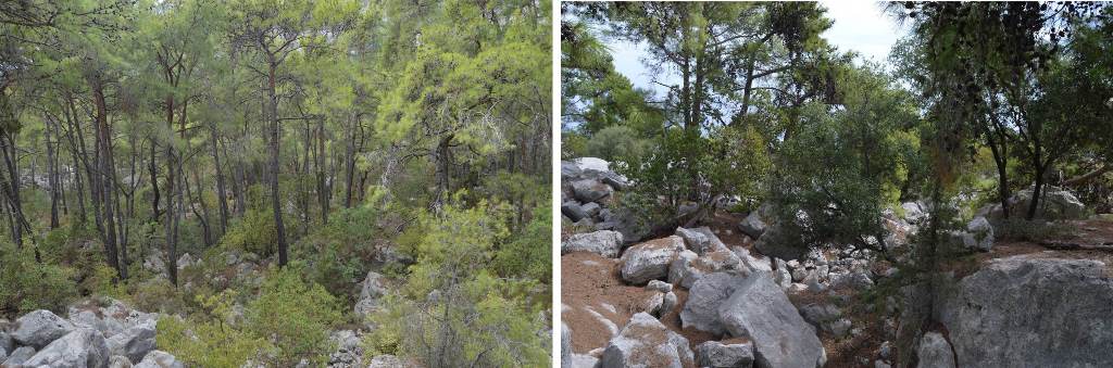 Figure 12. View of typical landscape at the secon location