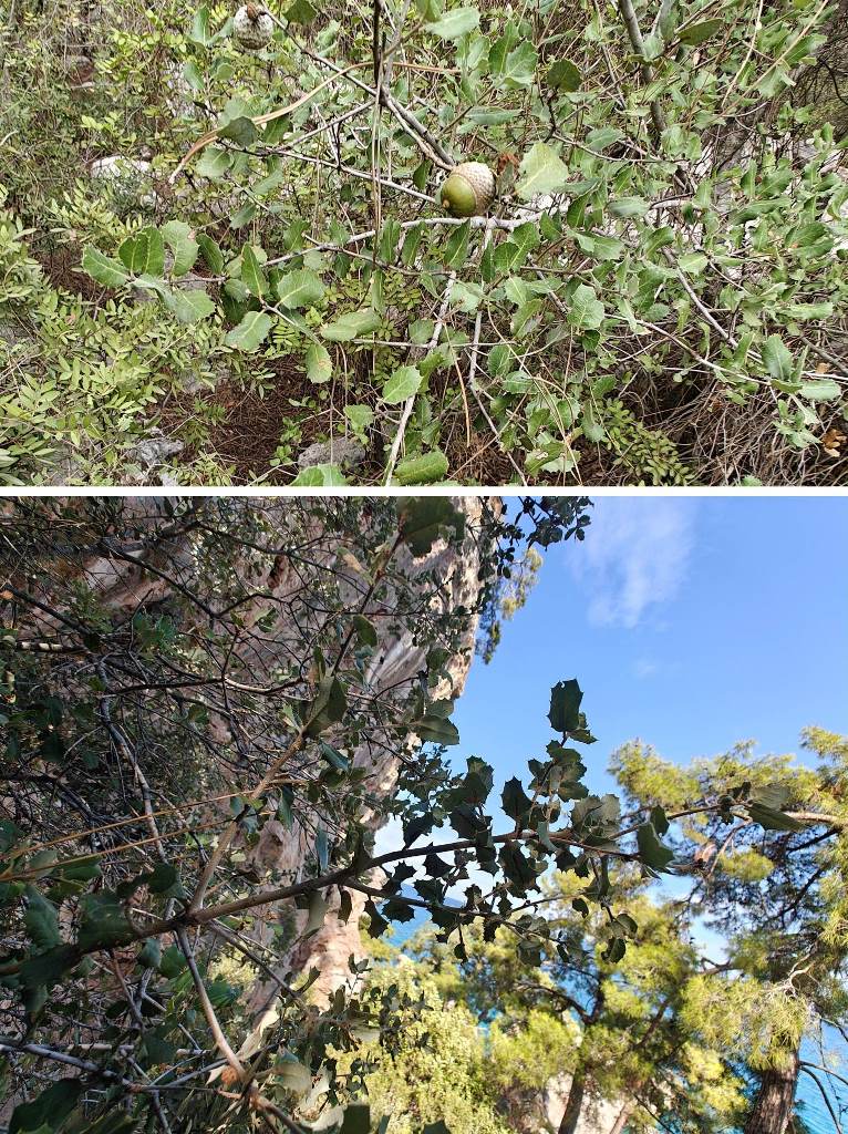Figure 13: Quercus aucheri, above individual tree in a shade environment below in full sun on a slope