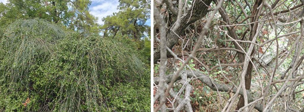 Figure 15. Quercus coccifera with an Ephedra sp. climbing on it, reaching a height of over 3 m