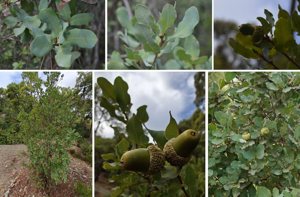Figure 16. Quercus infectoria