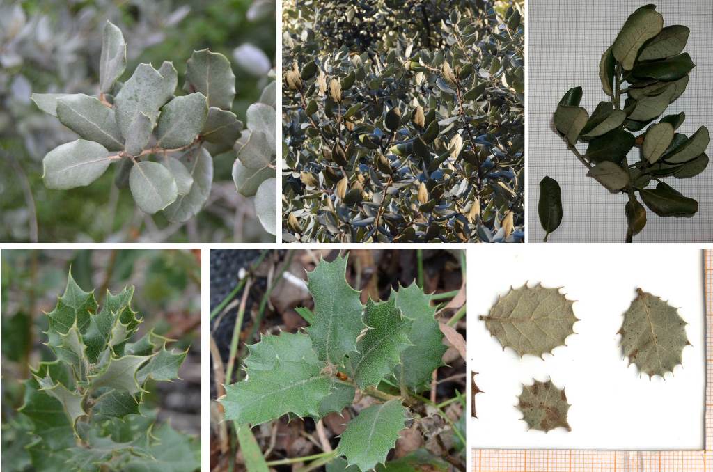 Figure 18: growing in Europe