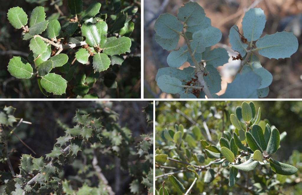 Figure 1: Foliage