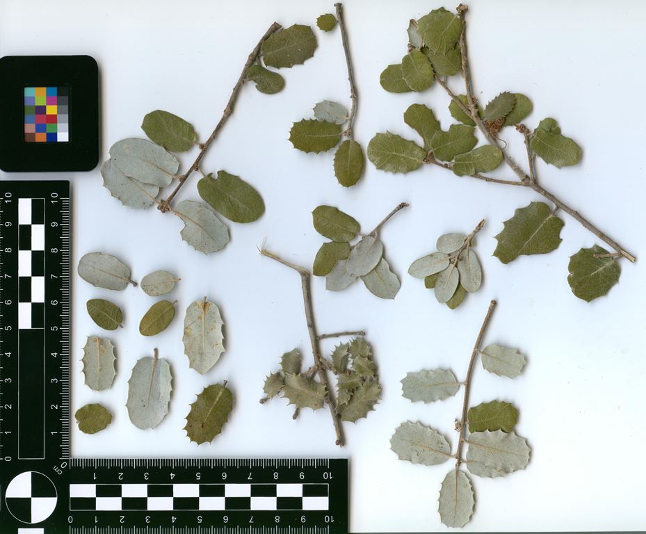 Fgiure 2, Scan of foliage