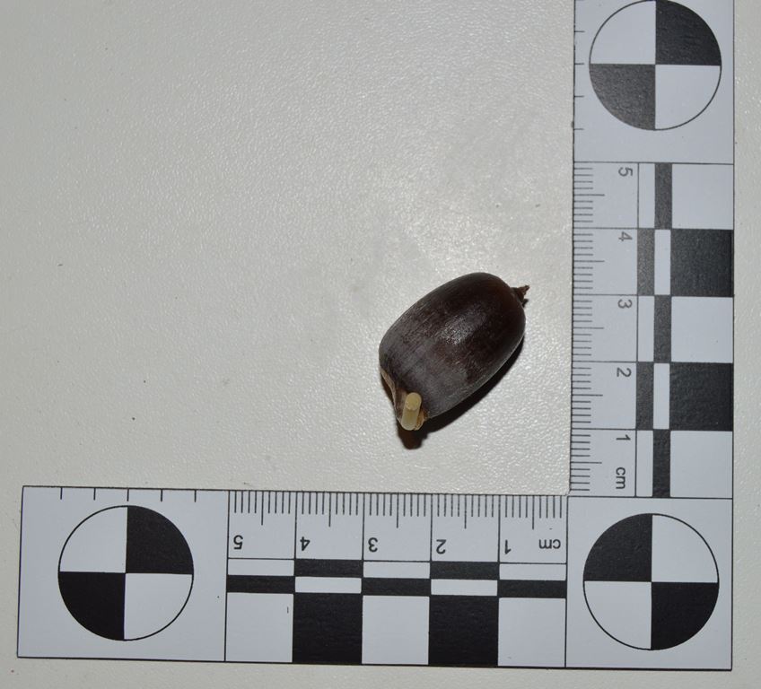 Figure 4. A Quercus aucheri acorn germinating from the base