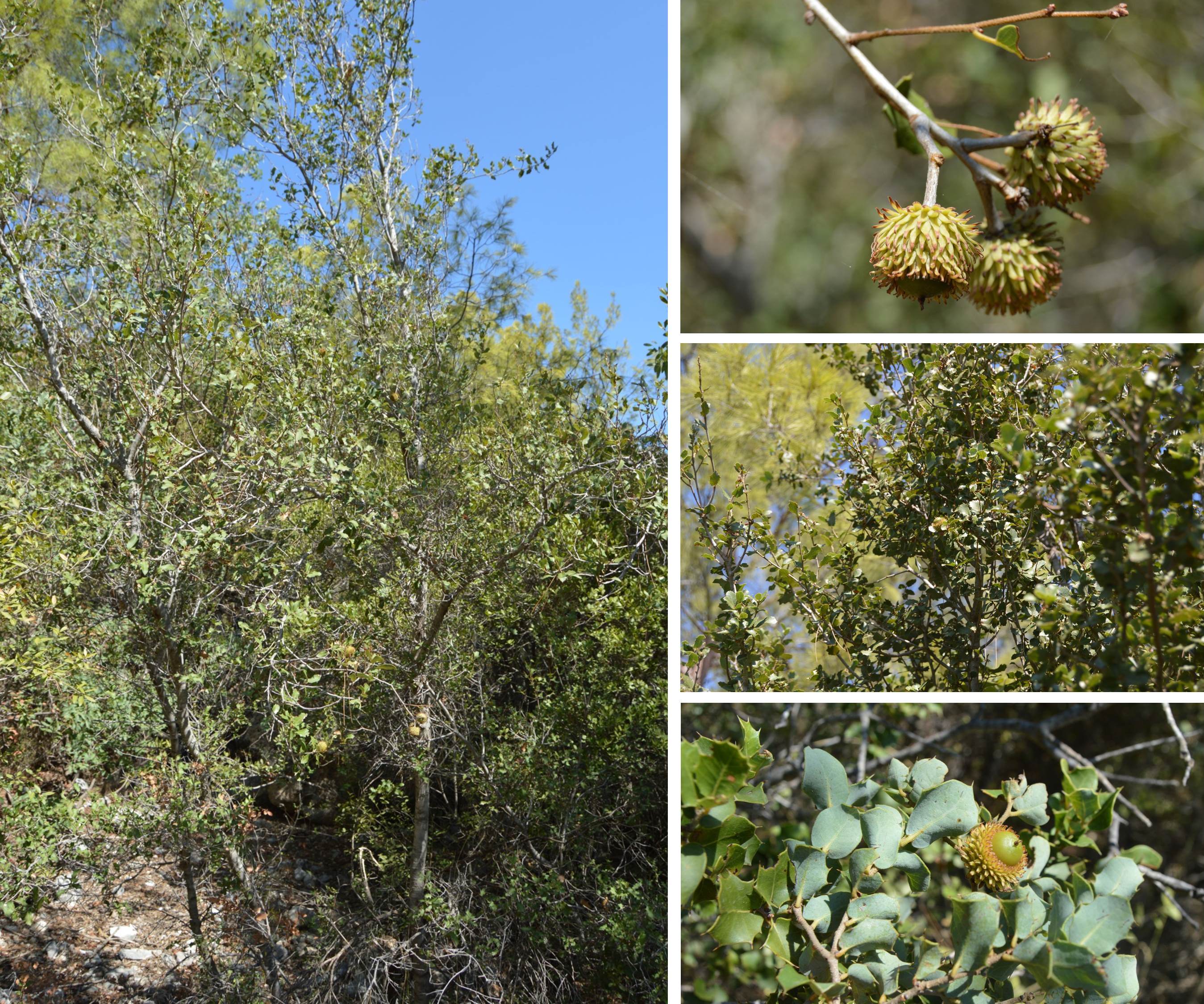Figure 8. Few shrubs of Quercus coccifera