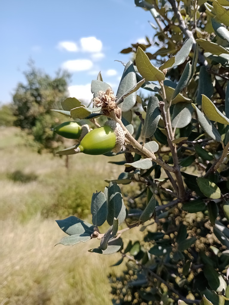 Quercus rotundfiolia acorn JBUAP