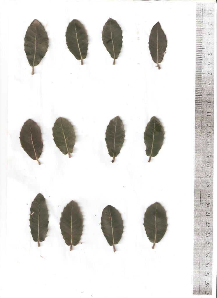 Figure 1 leaf scans