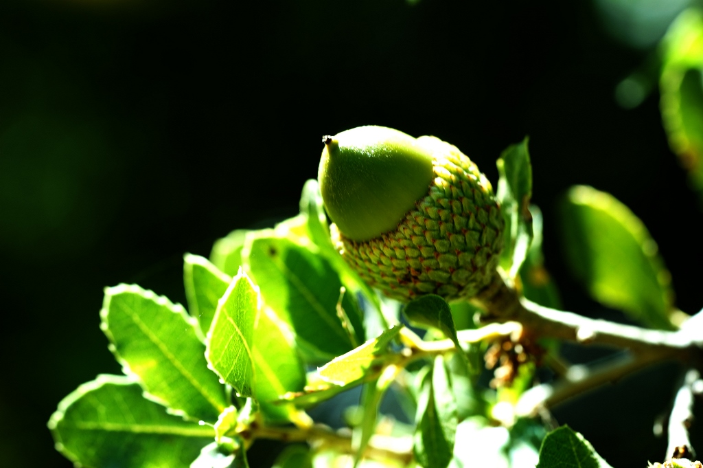 Figure 3 acorn