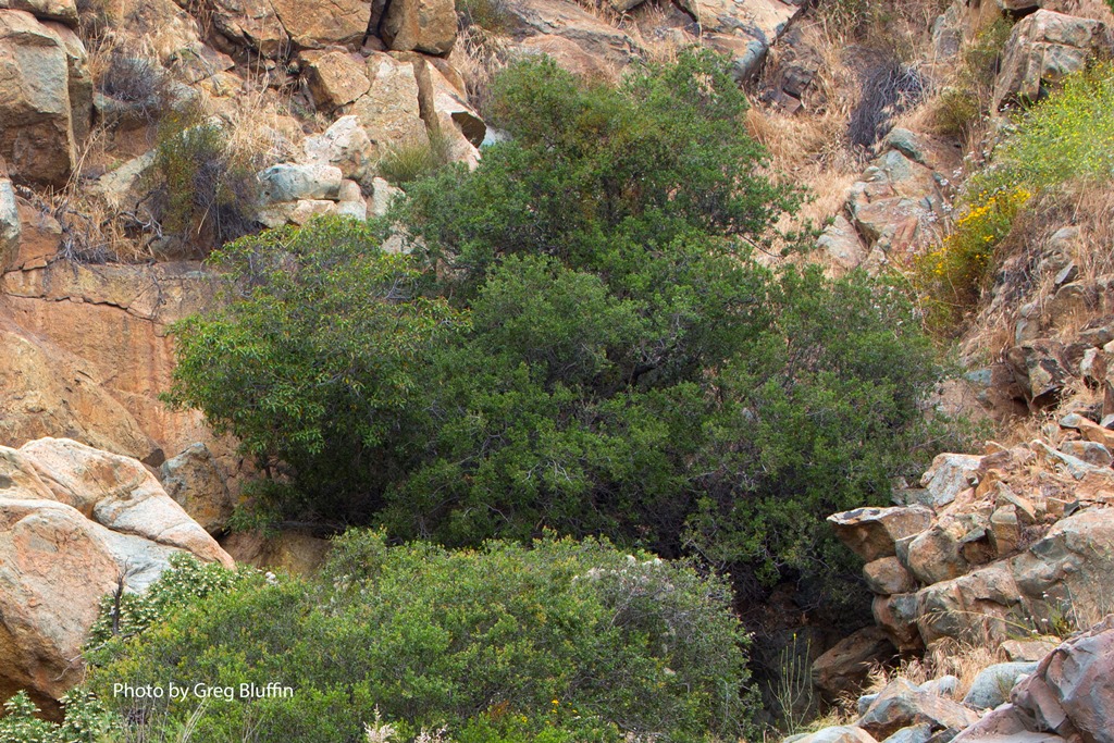 Quercus cedrosensis tre