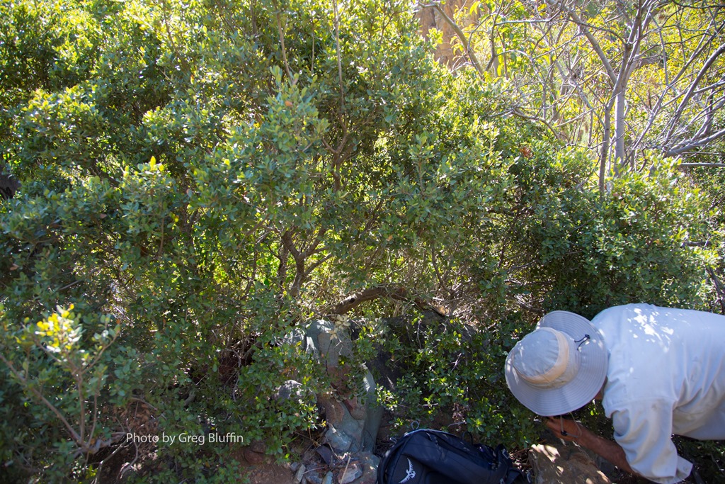 Selecting a branch for airllayering