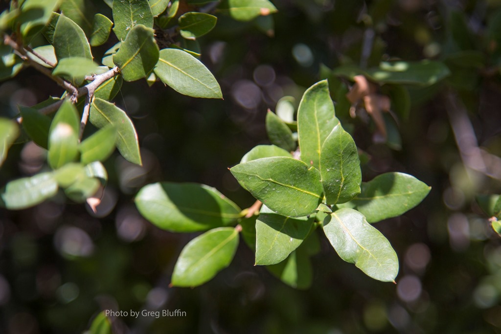 Quercus cedrosensis leaves