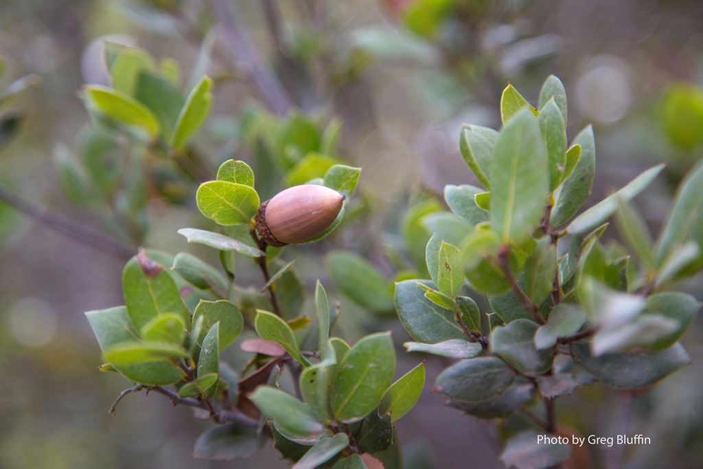 Quercus cedrosensis acorn