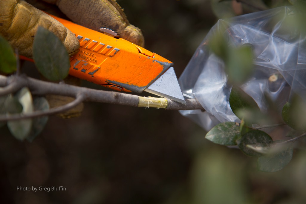 Removing bark for airlayering