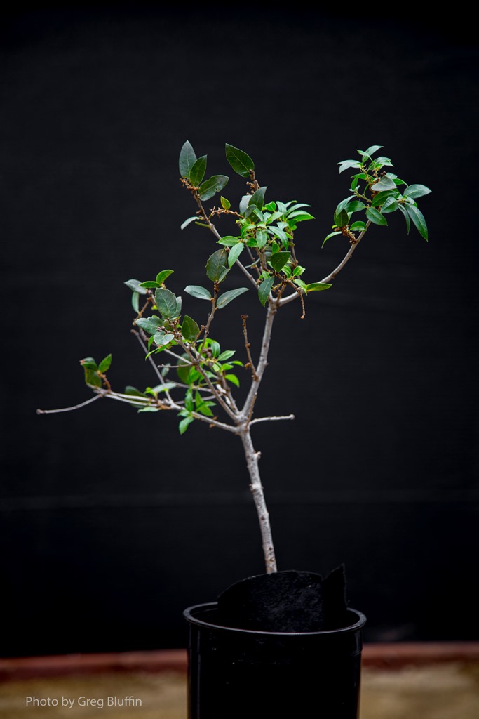 Rooted plant potted up