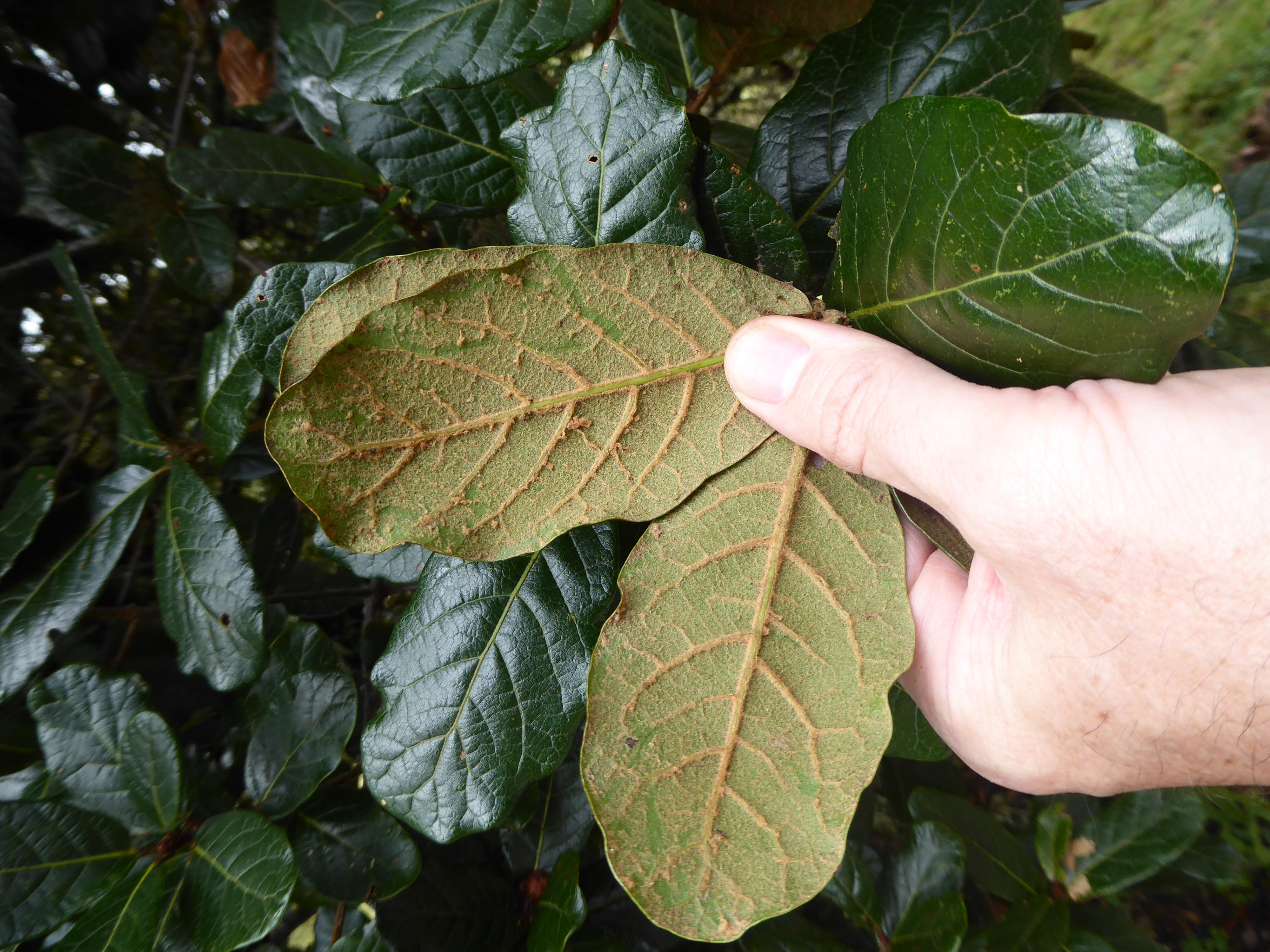 Leaf undersides