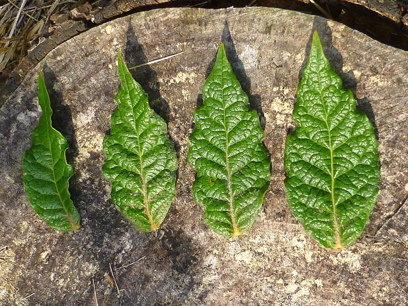 Quercus irazuensis leaves