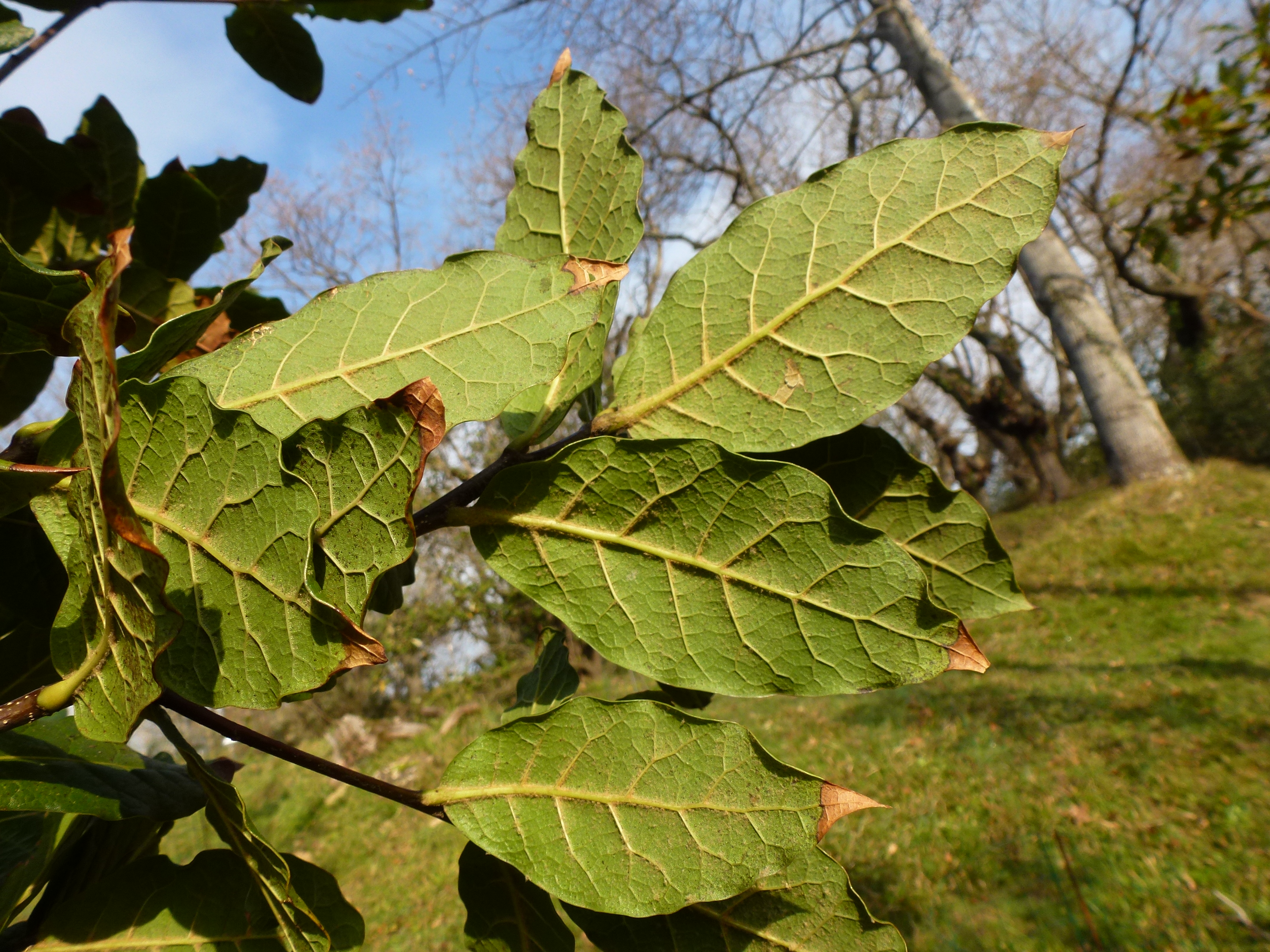 Quercus irazuensis leaf undersides