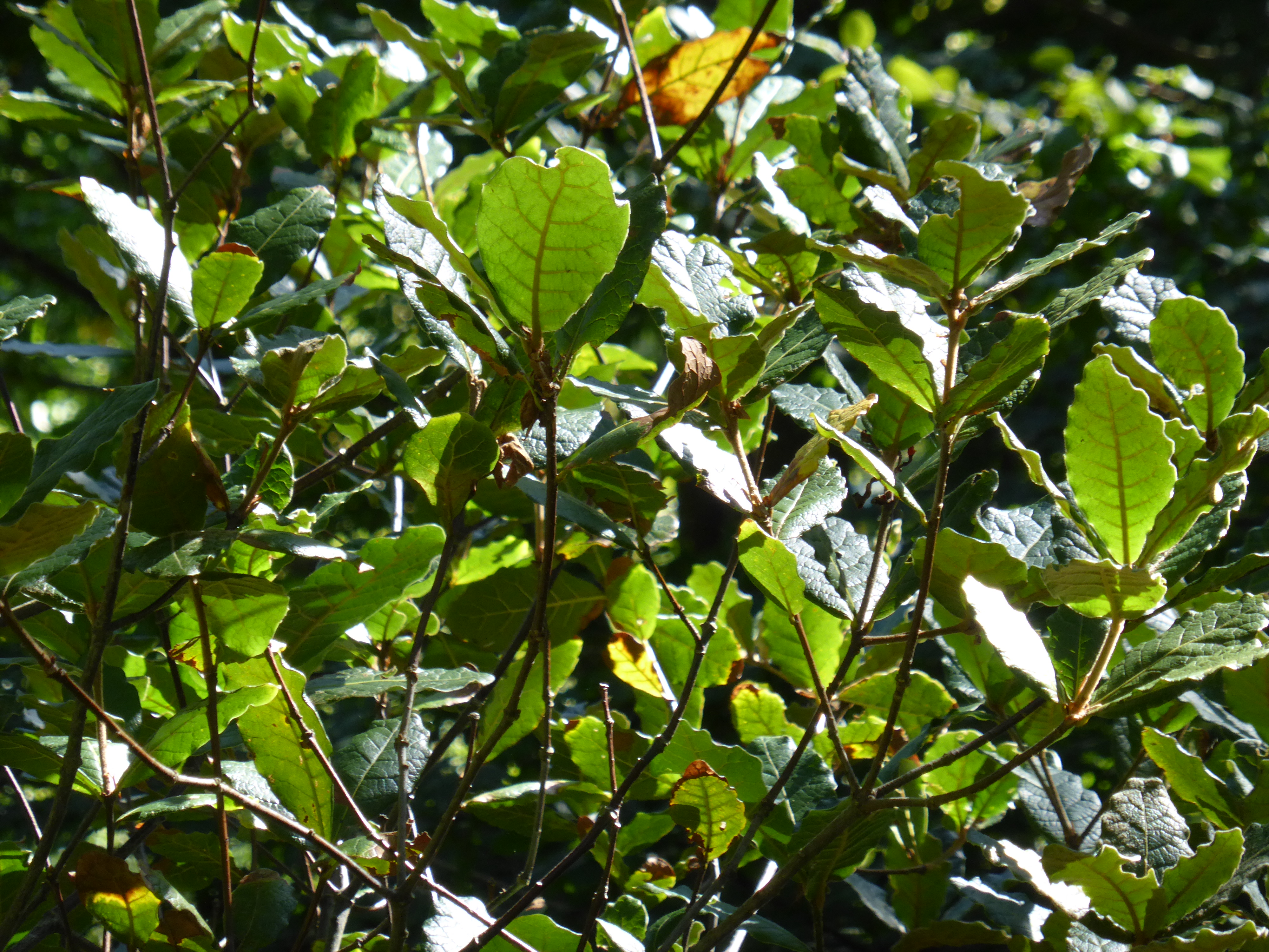 Rounded apex on Q. irazuensis