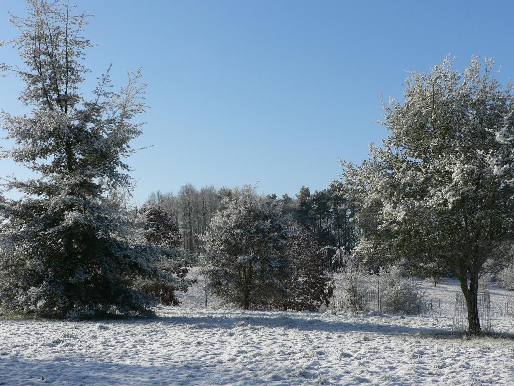 Quercus crassipes Arboretum des Pouyouleix winter